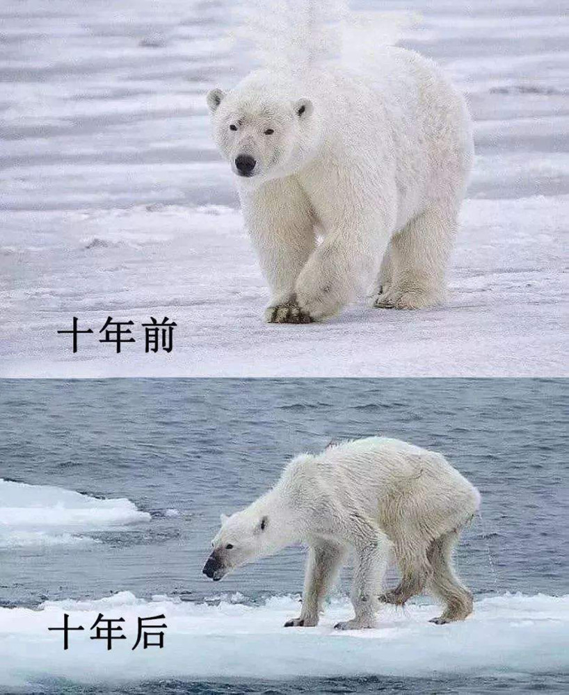 每个种群的成员变化也截然不同,加拿大哈得孙湾西部的北极熊数量,在几