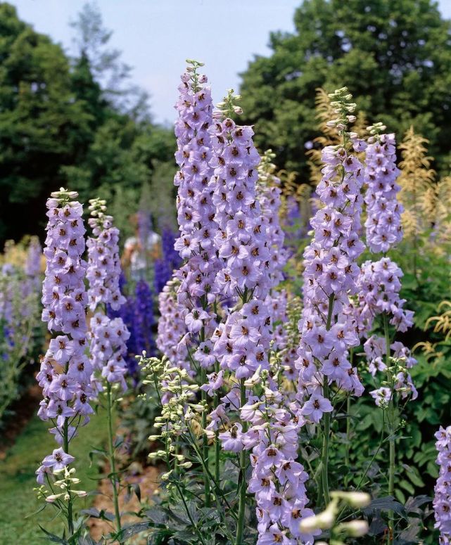 花园里的高个大明星——大花飞燕草,种它,让你的花园立刻灵动起来～