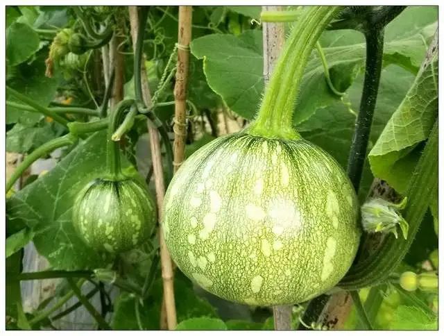 吃嫩瓜的南瓜好品种!口感脆嫩,很多地区秋播差不多可以开始种咯