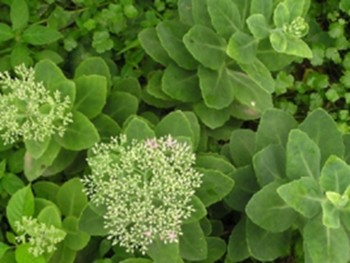 中医-中药-景天_腾讯新闻