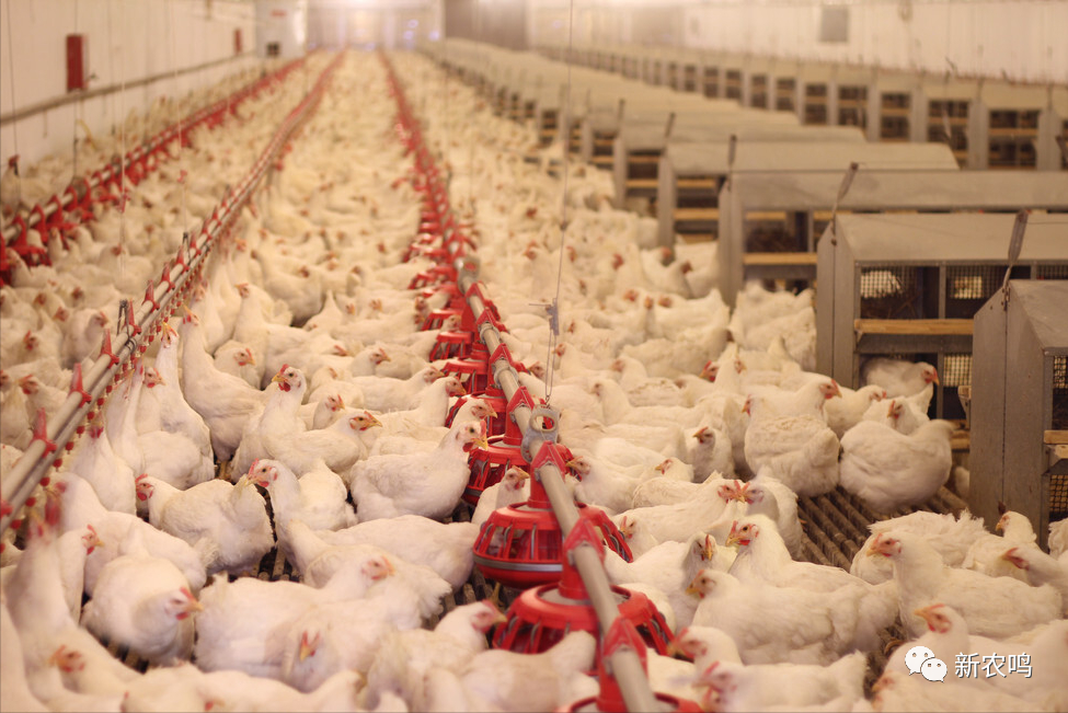 打破国外垄断我国自主培育出白羽肉鸡这回终于可以自由吃鸡了