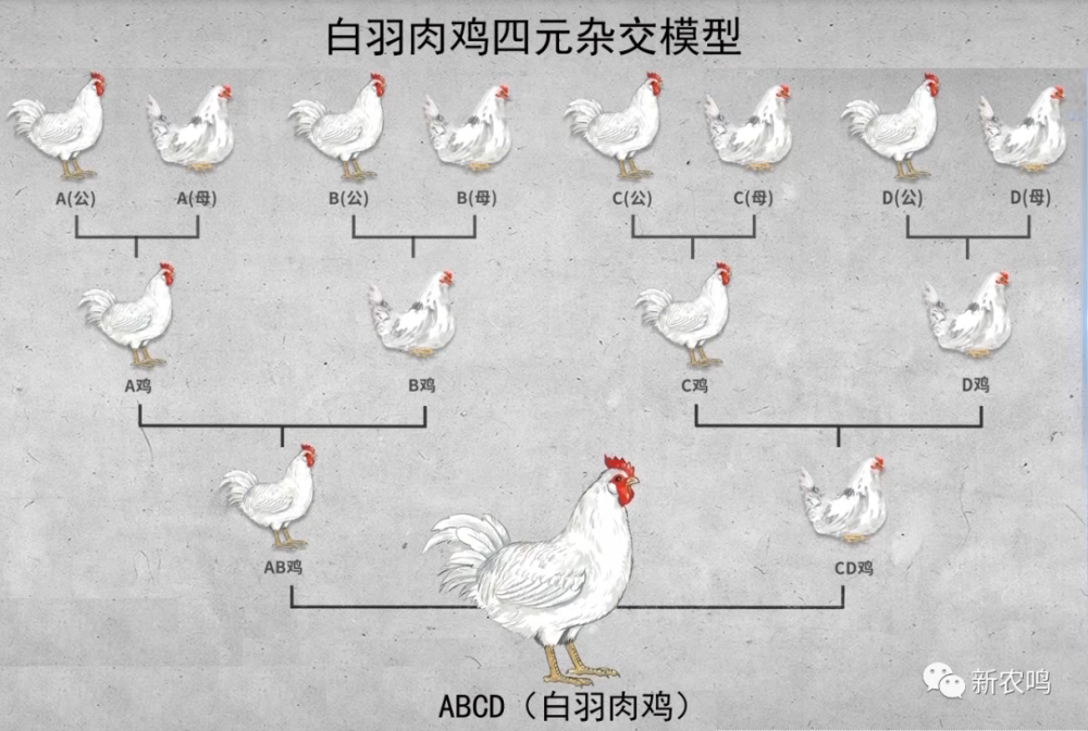 打破国外垄断我国自主培育出白羽肉鸡这回终于可以自由吃鸡了