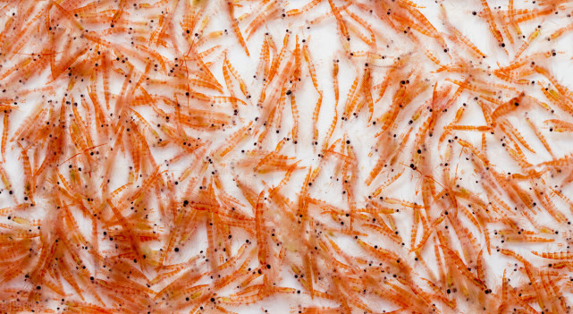 南极磷虾大小图片