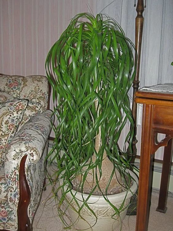 叶子天生低垂的酒瓶兰耐旱耐阴的观叶植物新手必备植物