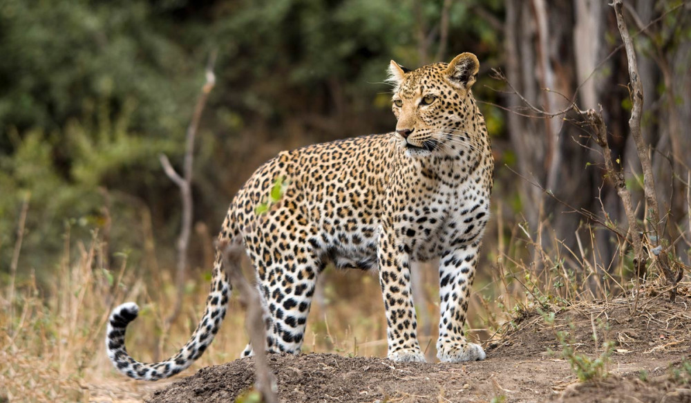 四川一公路上发现的受伤豹子,为啥不可能是杭州出逃的那只?