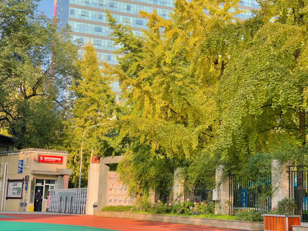 纯图推送|谁能占领朋友圈?来看成都各中小学的银杏美景pk