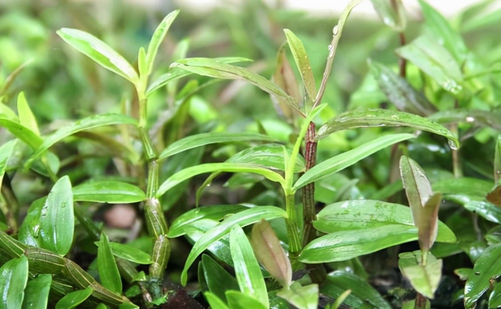 盆栽鐵皮石斛抗寒性強嗎掌握越冬3技巧不黃葉掉葉安全越冬