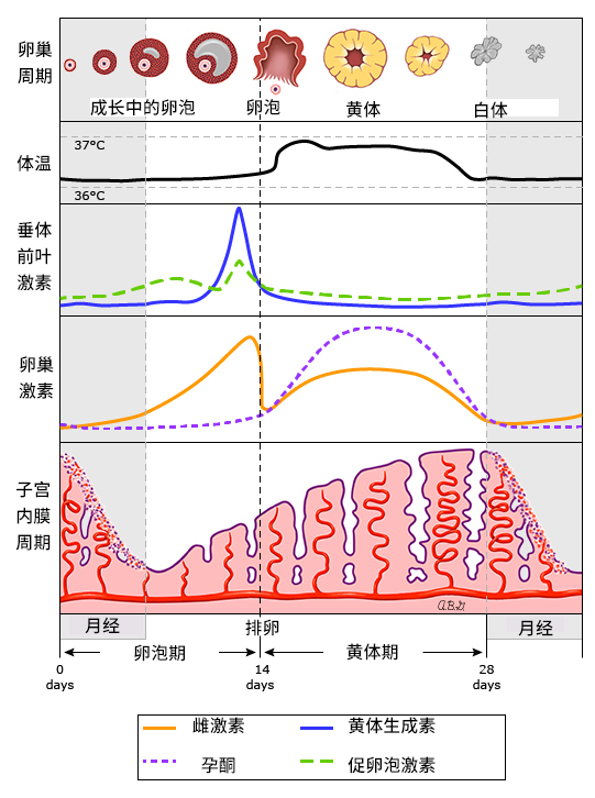 性激素曲线图片