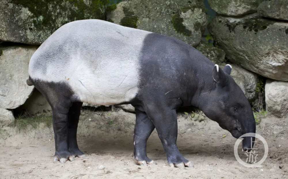 万州盐井沟的秘密下百万年前大熊猫吃肉巨貘只吃嫩草
