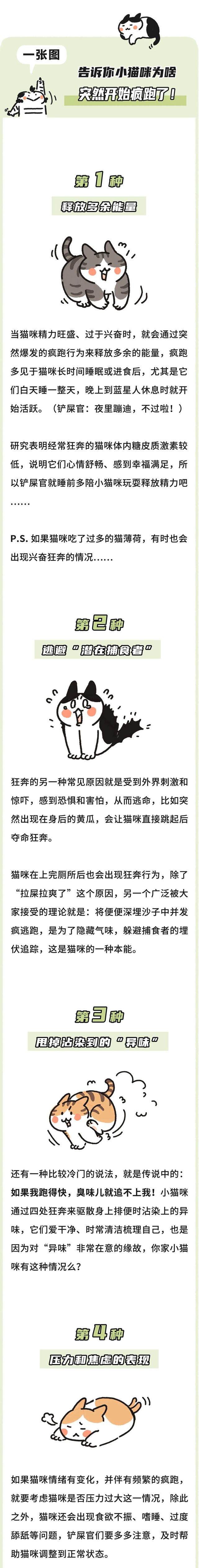 一张图了解,猫为啥总是突然开始疯跑!