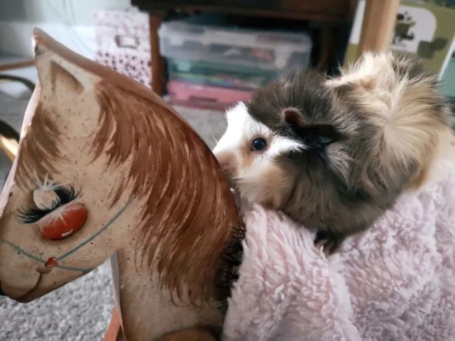 猪猪萌照第197期:annie家的两只可爱荷兰猪|荷兰猪俱乐部|猪哥|新浪