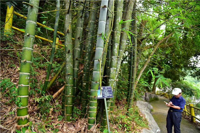 肇慶廣寧有一座山山中有100多種竹子有世界上最大的巨龍竹