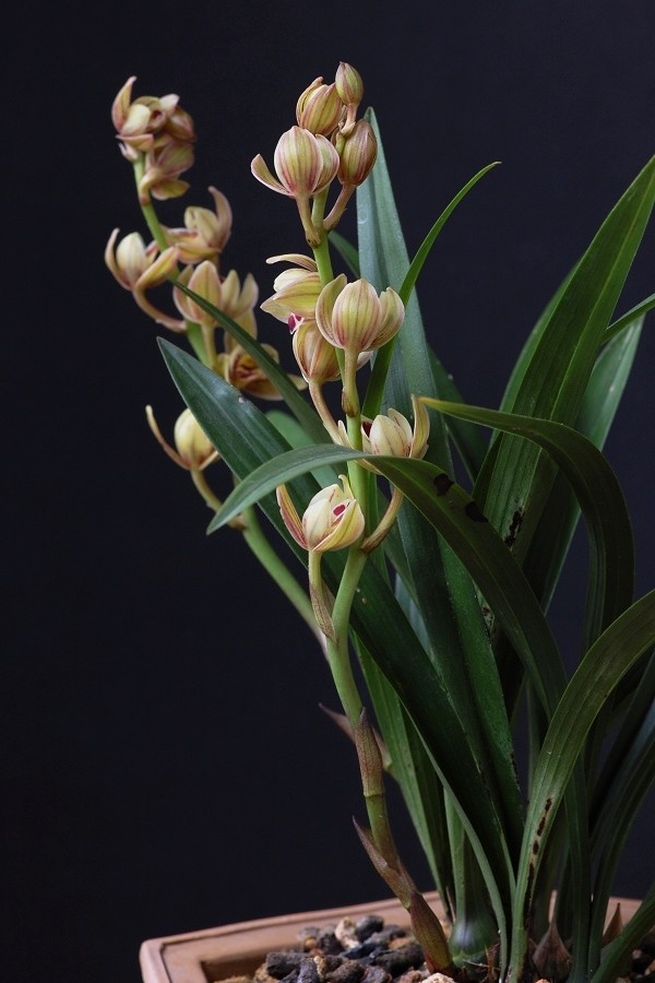 建兰老品种"金荷",花型优美,物美价廉,花开后满屋飘香