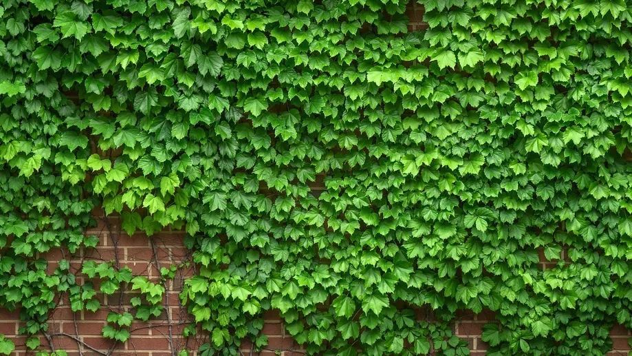 而灌木型职工则是从自身短期利益的视点看问题,没有远大的方针,尽管也