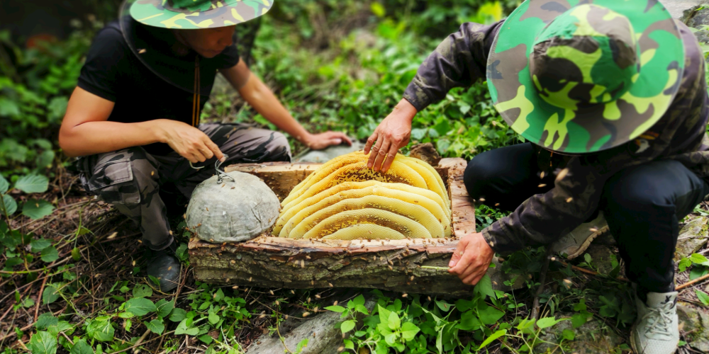 养蜂一年能挣二十万吗 养蜂一年能挣二十万吗视频