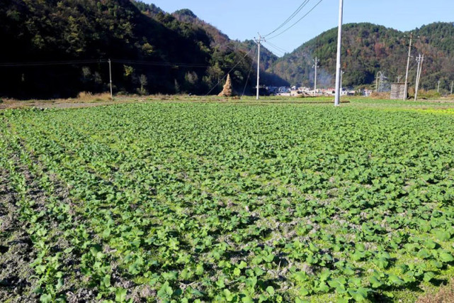 貴定:不誤農時,田間油菜管護忙