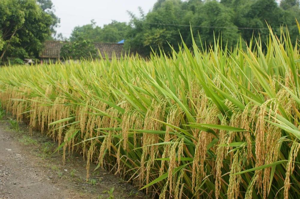 四川大米哪种最香?"眉山造"上榜,你吃过没?