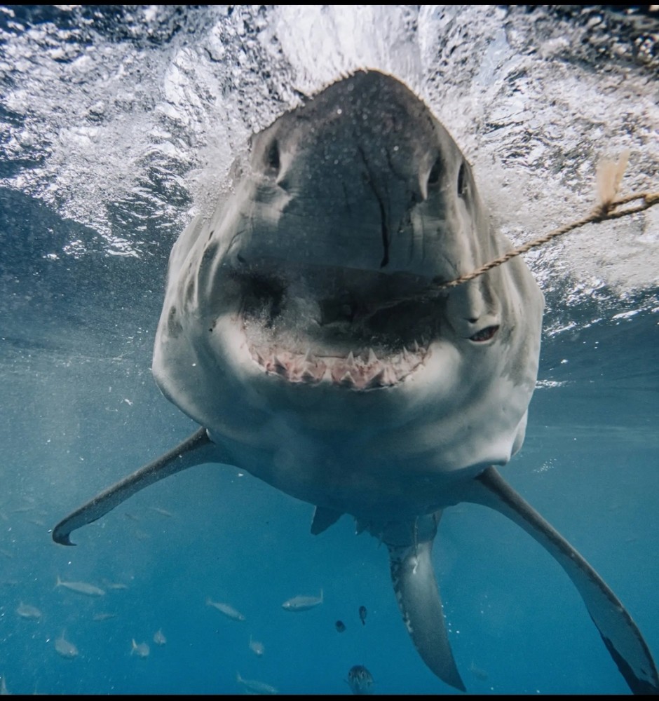 世界上最强壮的大白鲨——被称为布鲁特斯—被捕时已经伤痕累累