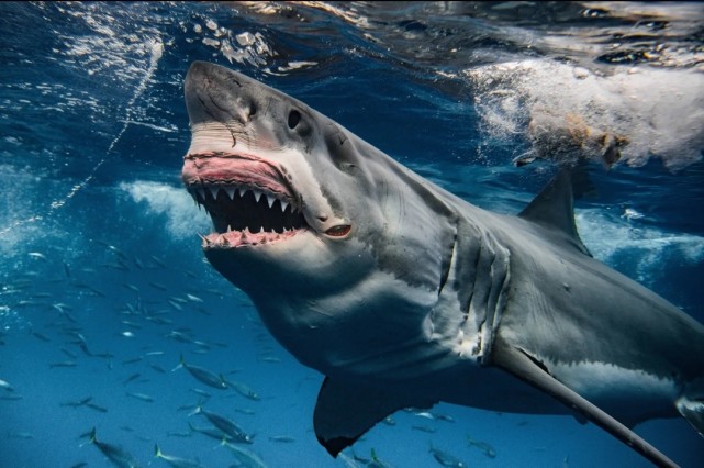 世界上最强壮的大白鲨被称为布鲁特斯被捕时已经伤痕累累