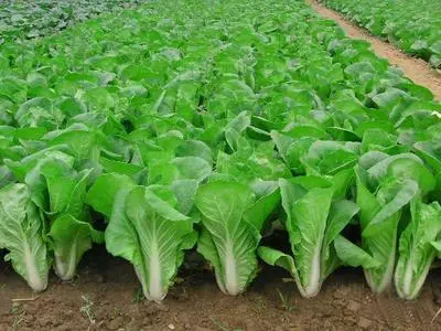 秋季种植白菜 病虫害的防治不可少 可以依靠化学药剂治理 腾讯新闻