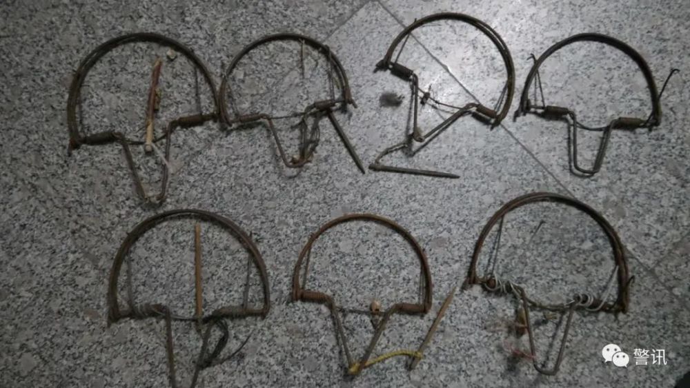 禁止狩猎彰武两位男子捕捉野鸡野兔被刑拘