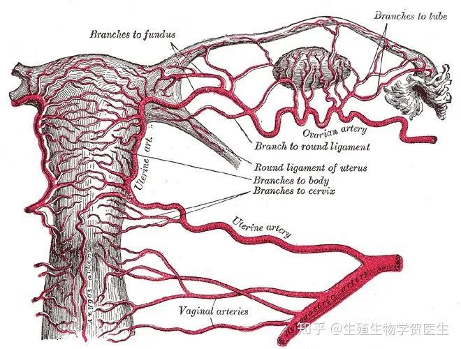 评估个体导致卵巢早衰的可能原因
