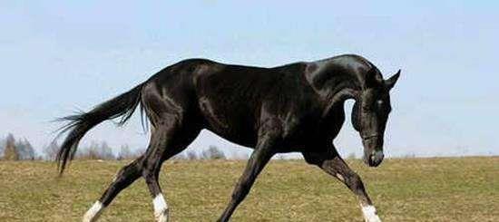 第一名很少有人认识|坐骑|项羽|乌骓|关羽|吕布|曹操