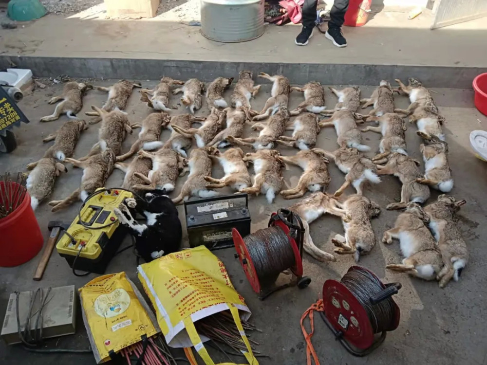 捕猎野兔也犯法莱阳一男子进去了