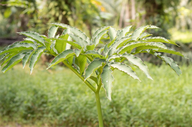 魔芋品种有哪些利用价值较高的6个品种可否都见过