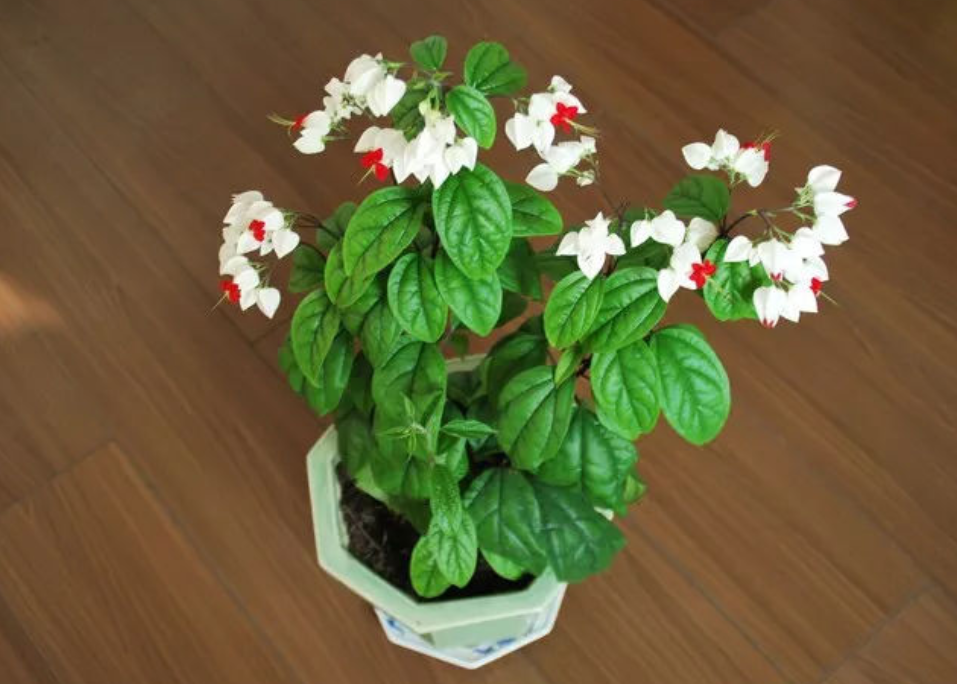 盆栽养护|龙吐珠多开花的六个要素