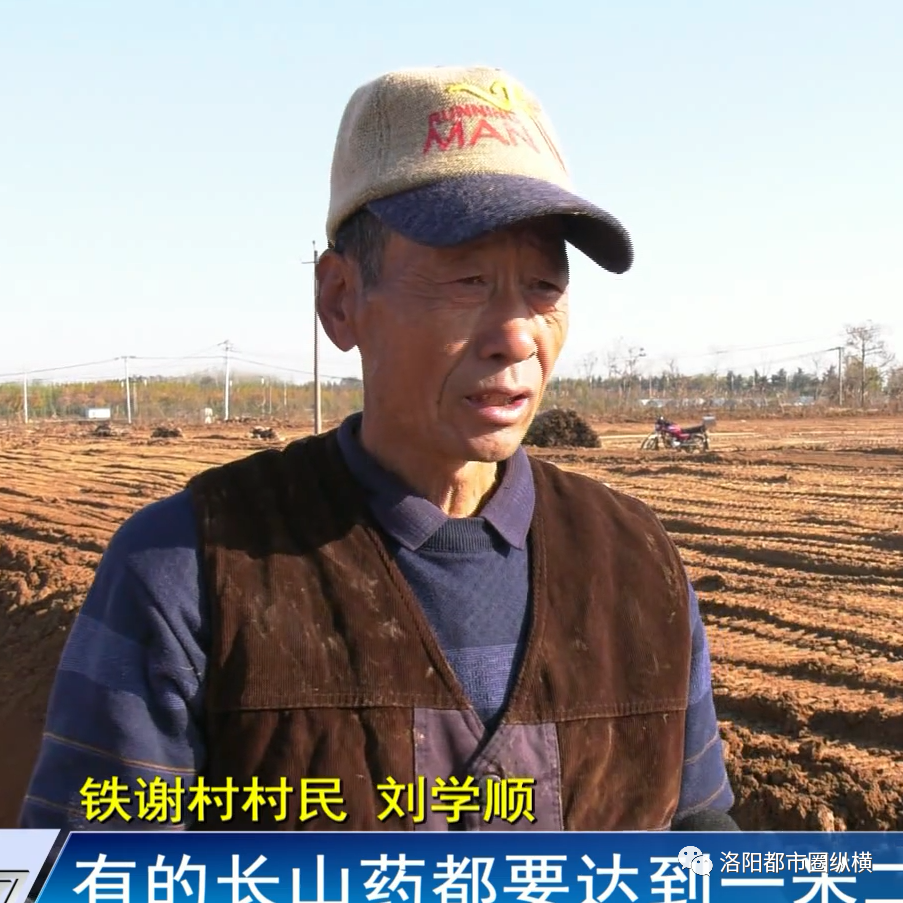 孟津白鹤镇:山药丰收季 土里"淘金"忙