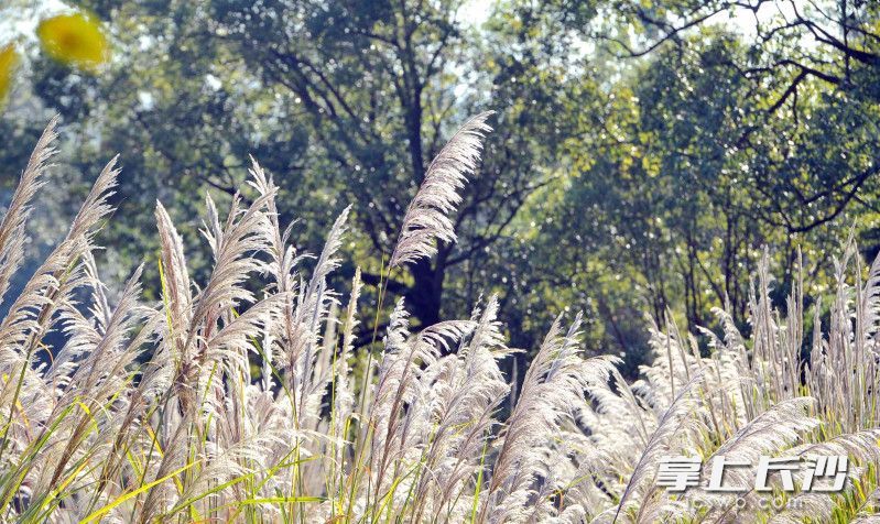 组图园林生态园冬茅草花等你来赏