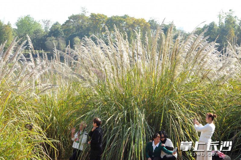 组图园林生态园冬茅草花等你来赏