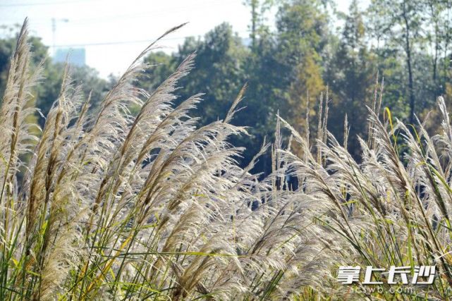 组图园林生态园冬茅草花等你来赏