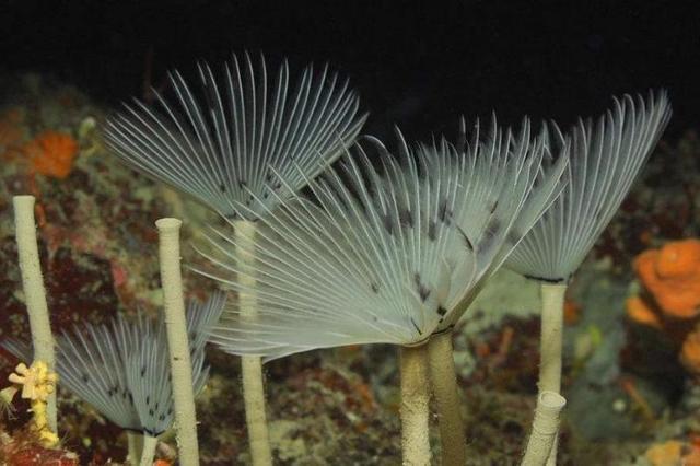 它也称管状蠕虫和瓣臂须爱腕虫,是巨型管虫的近亲,常栖息于深海床上有