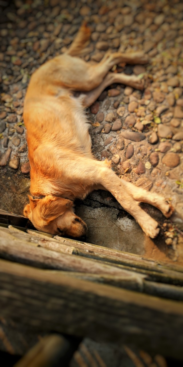 慵懒的狗狗,门前的睡意