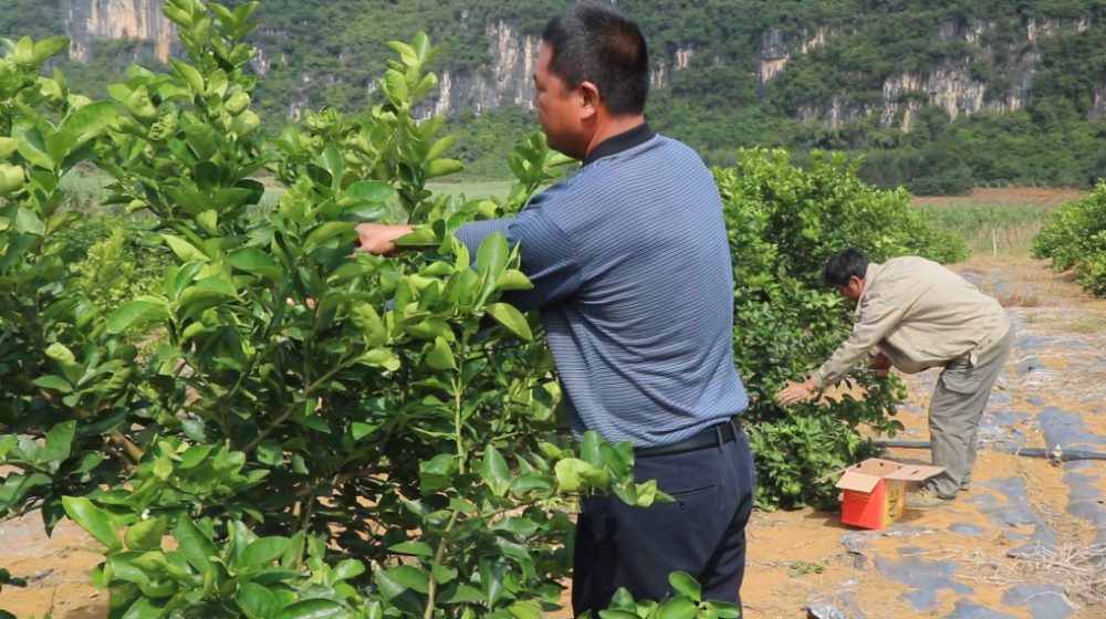 农户正在采摘,搬运青柠位于岜盆乡弄廪村渠茗屯这片面积上百亩的