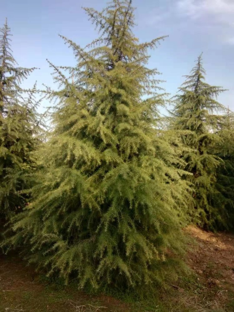 "据张帅介绍,在四年前,四五米高正当卖的雪松净买的话每棵在400元左右