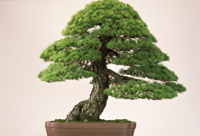 迎客松盆景怎样造型?具体4个步骤学会,在家也能做出高档盆景