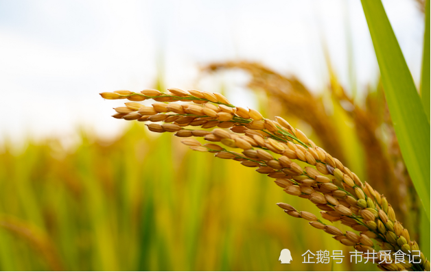 吉粳511——两代水稻人的优质品种梦_腾讯新闻