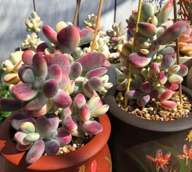 有香味的多肉"达摩福娘",太阳一晒香气扑鼻,爆盆也很美_腾讯新闻