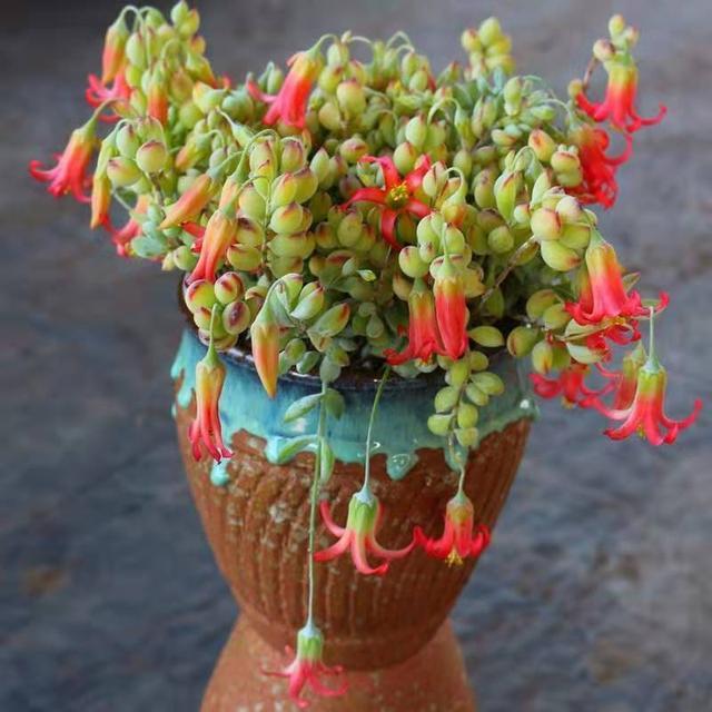 有香味的多肉"达摩福娘",太阳一晒香气扑鼻,爆盆也很美_腾讯新闻