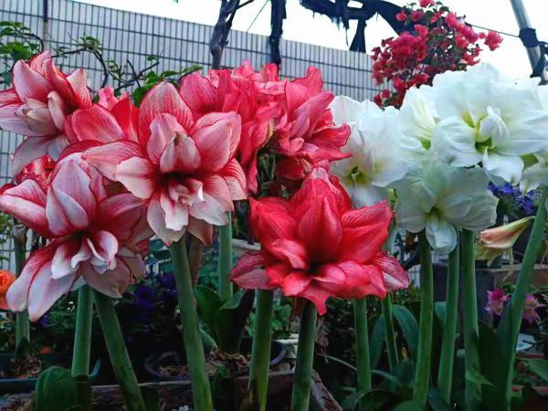 廣東養朱頂紅3年總算小有所成給大家分享一下養護心得