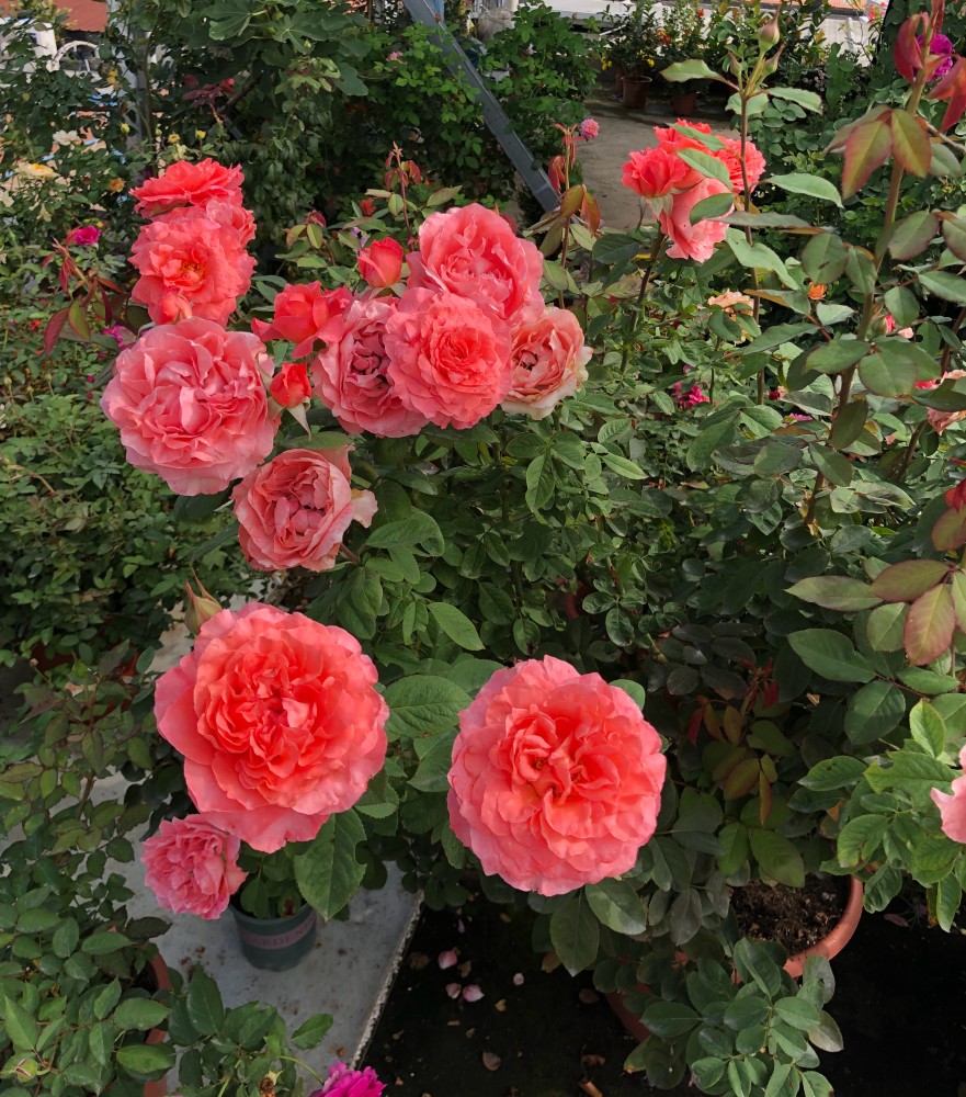 长得像牡丹的月季珊瑚果冻又美又香阳台养一棵四季有花看