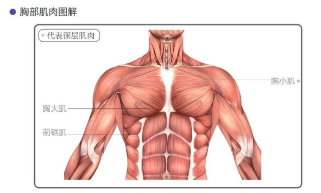 胸肌比女朋友還大6個動作打造最強鎧甲胸女朋友看了都流眼淚