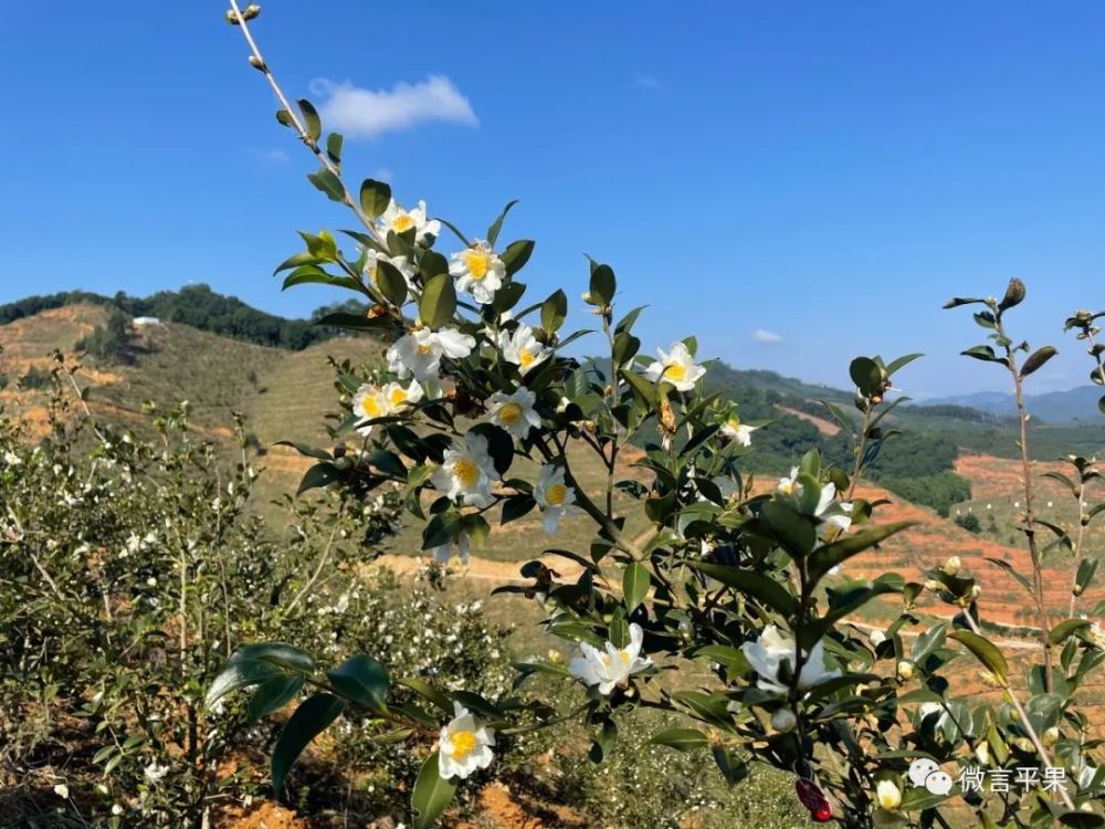 據瞭解,目前同老鄉油茶種植面積達1.