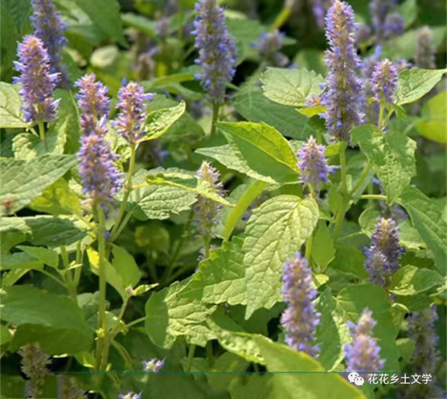 【花花鄉土文學】難得糊塗散文《貓把蒿情》