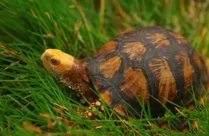 箱龟的利润到底有多高?_腾讯新闻