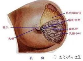 胸大的女生,更容易患乳腺癌吗?