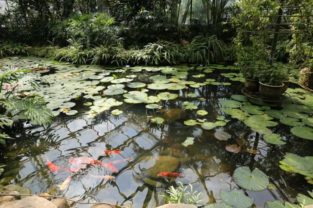 以上圖源:南京中山植物園挑戰